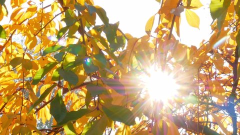Yellow autumn leaves swinging on tree with sunbeam in autumnal park on sunny day 4K Cinematic colorful footage. Golden fall forest foliage nature with sun flare. Vibrant orange seasonal screensaver.