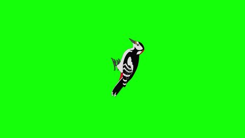Woodpecker hollows a tree and looking for food. Handmade animated looped 4K footage isolated on green screen