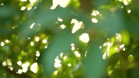 Beautiful sunny bright green abstract 4k video bokeh background with bright sunset sunshine through leaves isolated at sky