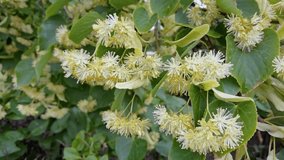 Linden tree. Herbal blossom. Green leaf and yellow flower. Healthcare summer bloom. Slow motion video. Outdoor park nature. Medicine limetree