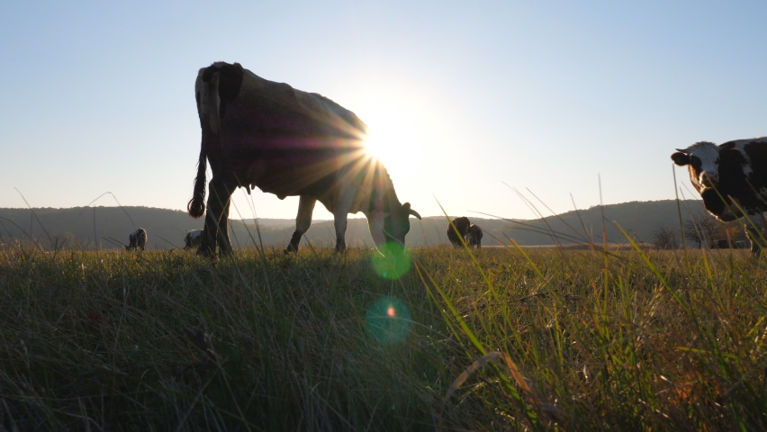 Herd of cows grazing at lawn or field. Animals on pasture. Beautiful landscape of countryside with sun flare at background. Farming concept. Scenic rural scene. Slow motion Royalty-Free Stock Footage #1082905300