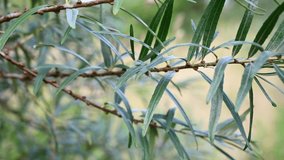 A branch of a young green sea buckthorn in the garden. The shrub's shoot close-up, movement in the wind, swaying of a branch is captured by a static camera. Video