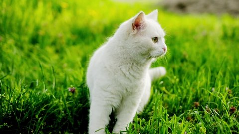 The cat. portrait of white cat with green eyes sitting in the green grass in the garden .cat turns the head of different directions.Concept of adorable cat pets .
