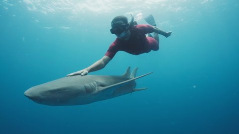 Swim with shark. Man swims with the Nurse shark (Ginglymostoma cirratum) in the tropical sea.