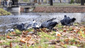 video with pigeons in old dry leaves. Group of walking grey doves