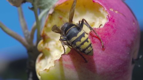 Hornet insect eating a ripe apple on a tree in the garden. Close-up dangerous insect hornet feasting on overripe fruit