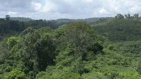 Aerial footage of a tree at the beginning of flowering in the Amazonian forest in French Guiana 