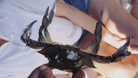 Vertical video of a live blue crab being held in his hands, the crab is shown to tourists, close up