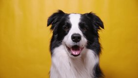 Funny portrait of cute puppy dog border collie barking isolated on yellow colorful background. Cute pet dog. Pet animal life concept - Powered by Shutterstock - Get 15% off with code: PIKWIZARD15