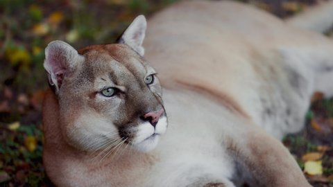 Beautiful Puma in autumn forest. American cougar - mountain lion. Wild cat is lying on the ground in the forest. Wildlife America. Slow motion 120 fps