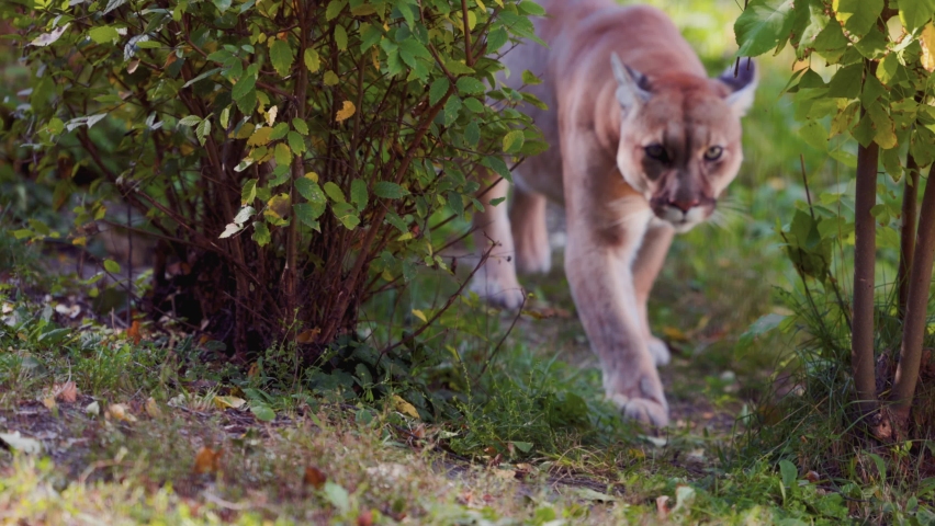 Beautiful Puma in autumn forest. American cougar - mountain lion. Wild cat walks in the forest, scene in the woods. Wildlife America. 4K slow motion 120 fps Royalty-Free Stock Footage #1082927581