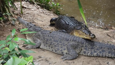 B roll clips of Crocodiles (Crocodylidae) or buoya wildlife