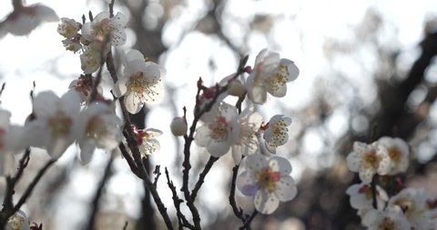 Video of white plum blossoms taken with a fixed camera.
This flower is called "UME" or “UME blossom" in Japanese.