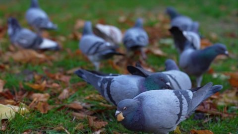 Pigeons eating crumbs or seed and flying from city park meadow, slow motion