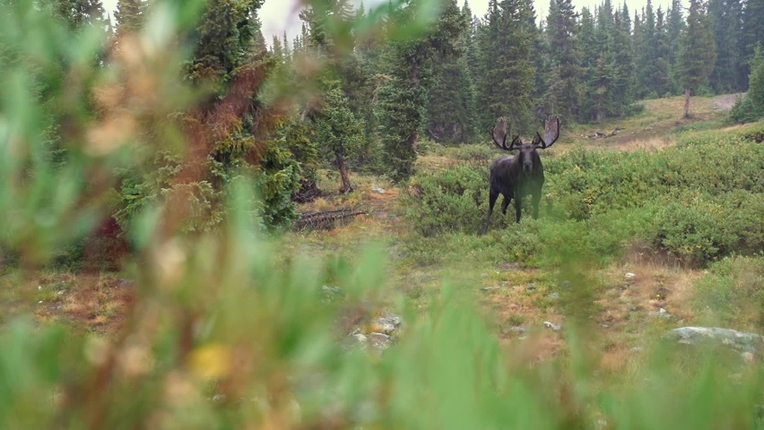 Large Brown Moose Staring At Camera In Colorado Rocky Mountain In The Rain.