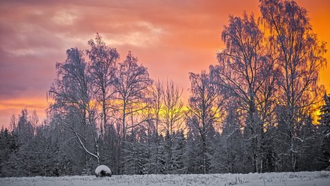 beautiful boreal winter landscape with trees and lawn frozen by snow. cloudscape timelapse