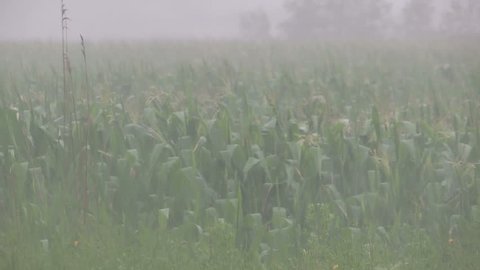 Ontario, Canada - July 2015 Severe storm hits corn crop hard heavy rain storm and wind pummel corn crop
