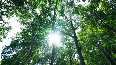 Green jungle trees sun beams through forest. Looking forward up POV Camera leaves perspective wide sky. High trees woods timber tall top sunshine. Green nature foliage against sky concept.