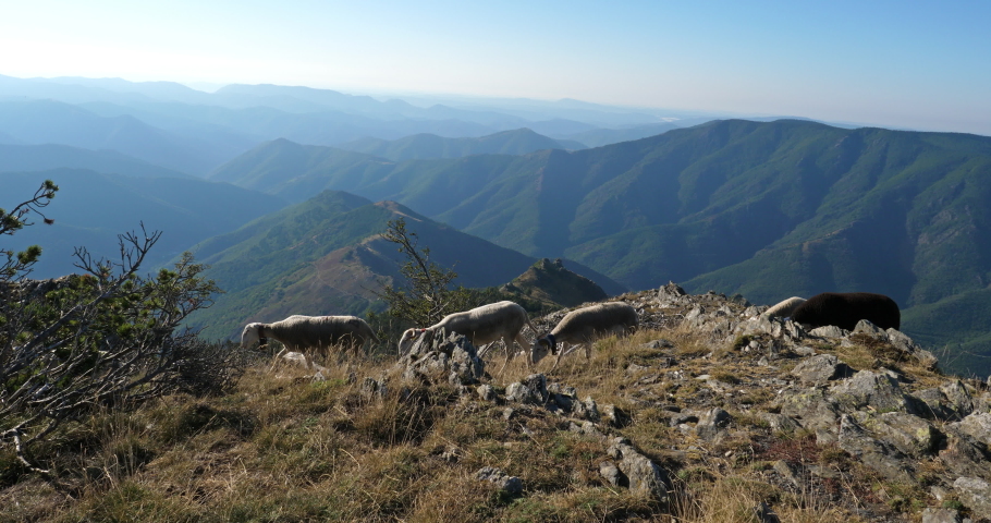 The Mont Aigoual, Gard department, the Occitan, France. Group of sheeps grazing in the field.