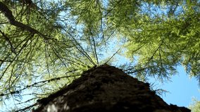 Low Shot of pine tree. Mountain tree. Nature. Video 4K