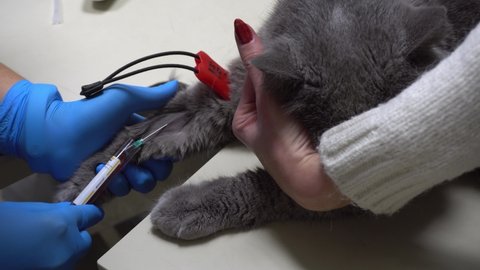 Blood sampling for analysis from a cat with a catheter. Pet care at veterinarian. Taking blood for analysis british cat with a catheter.
