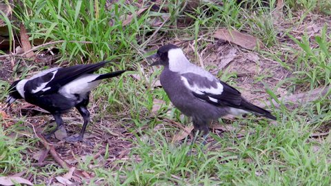 Adult magpie bird feeding a juvenile baby magpie scapes of food from the grassed ground in Australia