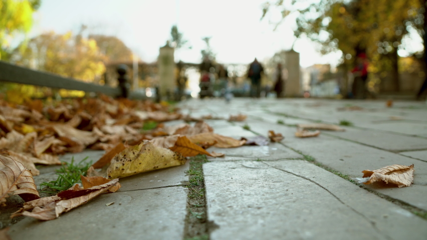 Autumn Leaves On The Ground At Oliwski Park In Gdańsk, Poland - selective focus