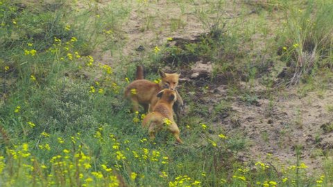 Tug Of War Between Two Wild Red Foxes Fighting Over Dead Rabbit . Slow Motion