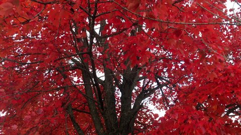 Red maple tree at its peak color in the fall. Wind rustles the leaves, view up to sky. Zoom out, day.