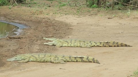 Two young crocodiles lying in the sun the one is opening and closing his mouth at a water hole in Kruger National Park with sound