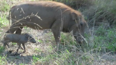 Very small baby warthog walking through the grass next to mother in Kruger National Park