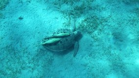 Huge sea turtle in the red sea. Marsa Alam. Egypt.
