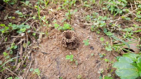 Ants are making their home and Digging the soil from inside is bringing it out.  Anthill of Ants in ground.
Colony of Ant work together to make their nest deep inside the field. 