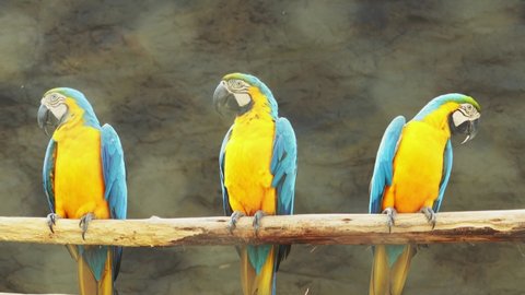 Three macaw parrots caught on a branch