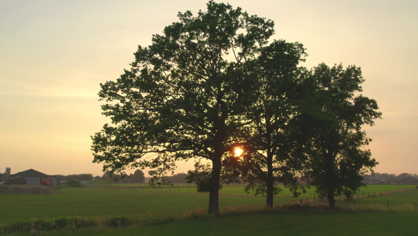 Drone rising over a large tree with farmland and farms behind, Kempen, 4K