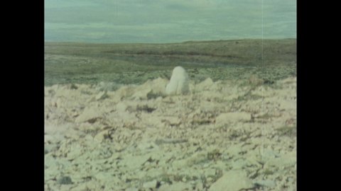 1970s: Snowy owl sits on chicks in nest. Snowy owl chicks sit in nest. Snowy owl scans its surroundings. Lemming feeds on grass near flowers and rocks.