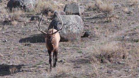 A Bull elk is active in the fall at Yellowstone National Park, near the north entrance. Camera follows the animal