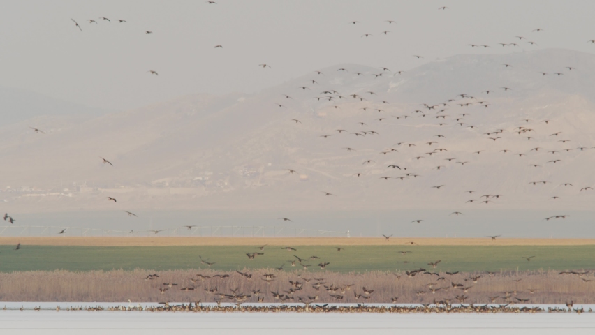 wild geese flying over the lake in cold season