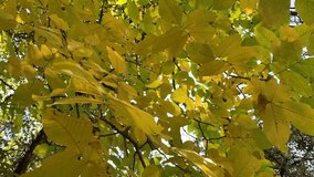 Yellowed leaves branch of a walnut tree. For video presentation, background,  advertising.