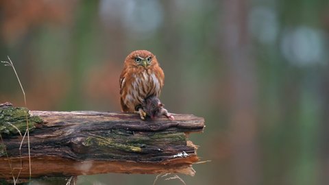 Cute ferruginous pygmy owl (Glaucidium brasilianum) standing on a tree branch with its prey. The smallest owl in the world in the autumn forest.