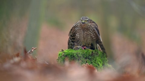The Eurasian sparrowhawk (Accipiter nisus) standing on a tree stump and eating its prey. Shallow depth of field, autumn dark forest.