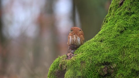 A cute ferruginous pygmy owl (Glaucidium brasilianum) standing on a stump with moss with its prey. The smallest owl in the world.