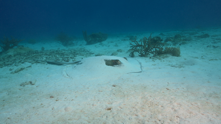 Seascape with Southern Stingray in the shallow water of coral reef of Caribbean Sea, Curacao