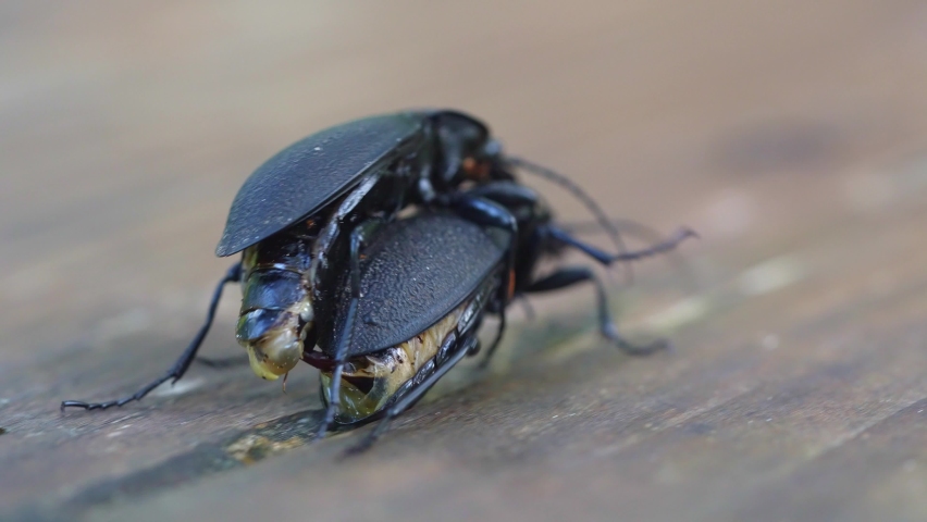Darkling beetle Superworm or Zophobas morio. two big black bugs reproduction. slow motion close up