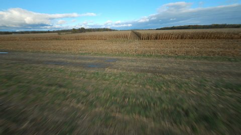 FPV Drone Flying through fall corn field maze or row