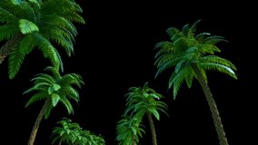 Video of Moving Palms Background 