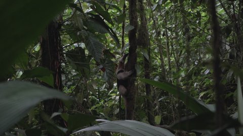 Costa Rican Anteater Climbing Jungle and Rainforest Trees