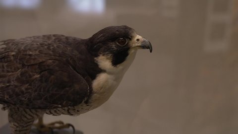 This video features a taxidermy falcon perched on a branch.