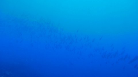 Scuba diving with Manta ray in Yap, Micronesia