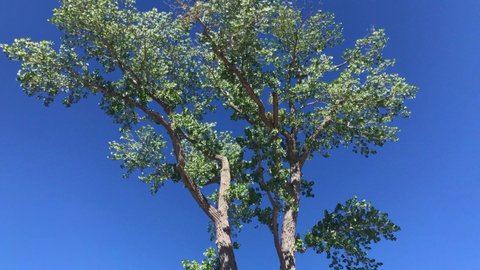 This is a 4K clip of a beautiful mature Cottonwood tree swaying in the breeze.